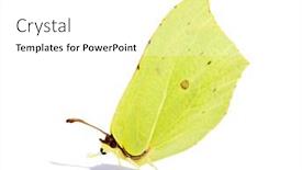  Presentation with butterfly - Amazing PPT theme having beautiful-brimstone-butterfly-isolated backdrop and a white colored foreground