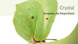  Presentation with butterfly - Colorful presentation design enhanced with beautiful-brimstone-butterfly-isolated backdrop and a mint green colored foreground