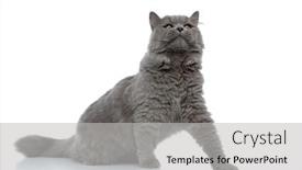  Presentation with british - Presentation design with sitting and looking ahead arrogant background and a light gray colored foreground