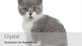  Presentation with ancient british history - Cool new slide set with beautiful-british-shorthair-cat-looking backdrop and a light gray colored foreground