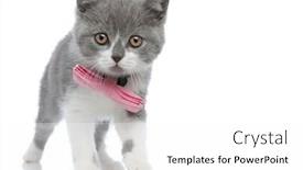  Presentation with pink cat - Slide set having beautiful-british-shorthair-cat-preparing background and a white colored foreground