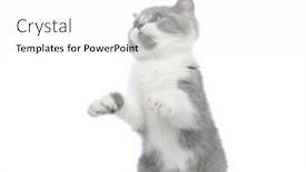 Presentation with british in india - Cool new presentation design with beautiful-british-shorthair-cat-standing backdrop and a white colored foreground