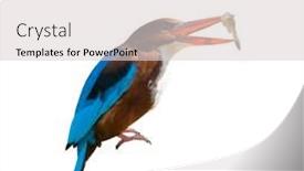  Presentation with brown and white - PPT theme enhanced with beautiful-brown-bird-white-throated background and a light gray colored foreground