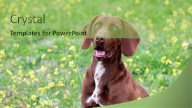  Presentation with german - PPT layouts enhanced with beautiful-brown-braco-german-shorthair background and a mint green colored foreground