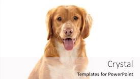  Presentation with brown - Slides having beautiful-brown-breton-dog-isolated background and a sky blue colored foreground