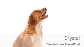  Presentation with brown - Audience pleasing theme consisting of beautiful-brown-breton-dog-isolated backdrop and a white colored foreground