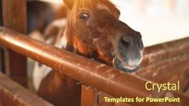  Presentation with barn - Presentation design enhanced with beautiful-brown-horse-with-adorable background and a tawny brown colored foreground