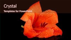  Presentation with bud - Theme featuring beautiful bud of orange gladiolus isolated on black background close-up background and a wine colored foreground