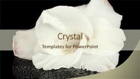  Presentation with bud - Slides having beautiful bud of white gladiolus isolated on black close-up background and a cream colored foreground