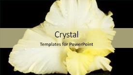  Presentation with bud - Amazing presentation theme having beautiful bud of yellow gladiolus isolated on black background close-up backdrop and a blonde colored foreground