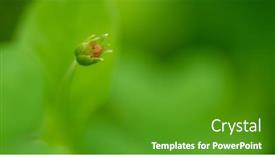  Presentation with green morning - Presentation design enhanced with beautiful-budding-flower background and a  colored foreground