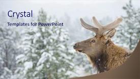  Presentation with antlers - Cool new presentation with beautiful bull elk animal mammal backdrop and a sky blue colored foreground