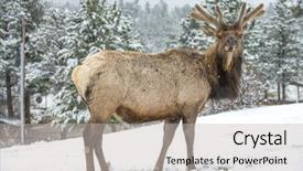  Presentation with animal - Slides featuring beautiful bull elk animal mammal background and a light gray colored foreground