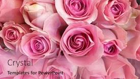  Presentation with pink rose - Slide deck having beautiful bunch of multiple pink rose close-up background background and a coral colored foreground