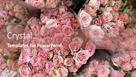  Presentation with pink rose - Slide set consisting of beautiful-bunch-of-multiple-pink background and a coral colored foreground