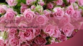  Presentation with woven - Slide set consisting of beautiful-bunch-of-pink-rose background and a coral colored foreground