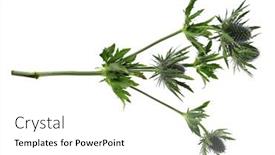  Presentation with plant - PPT layouts featuring beautiful-burr-plant-on-white background and a white colored foreground