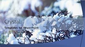  Presentation with snow day - PPT layouts consisting of beautiful bushes covered with snow on sunny winter day closeup background and a light blue colored foreground