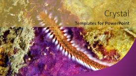  Presentation with worm - Presentation theme with beautiful-but-dangerous-bristle-fireworm background and a  colored foreground