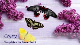  Presentation with butterflies - Theme consisting of beautiful butterflies and lilac flowers on wooden background background and a sky blue colored foreground