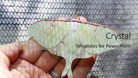  Presentation with moth - Presentation theme consisting of beautiful butterflies and moths background and a mint green colored foreground