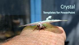  Presentation with moth - Presentation design with beautiful butterflies and moths background and a ocean colored foreground