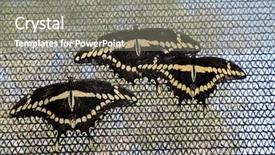  Presentation with butterflies - Colorful presentation theme enhanced with beautiful butterflies and moths backdrop and a gray colored foreground