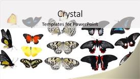 Presentation with butterflies - PPT layouts enhanced with beautiful butterflies isolated on white background and a white colored foreground