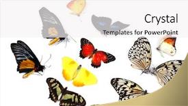  Presentation with butterflies - PPT layouts featuring beautiful butterflies isolated on white background and a white colored foreground