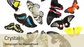  Presentation with butterflies - Presentation theme enhanced with close up red butterfly - beautiful butterflies isolated on white background and a soft green colored foreground