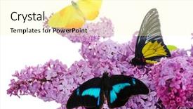  Presentation with butterflies - Audience pleasing presentation design consisting of beautiful butterflies sitting on lilac flowers isolated on white backdrop and a blonde colored foreground