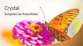  Presentation with orange butterfly - Colorful PPT layouts enhanced with beautiful butterfly - orange and silver colored gulf backdrop and a cream colored foreground