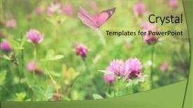  Presentation with beautiful nature - Slides with beautiful butterfly and flower closeup background and a yellow colored foreground