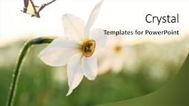  Presentation with beautiful nature - PPT layouts with beautiful butterfly and flower closeup background and a  colored foreground