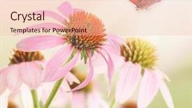  Presentation with flower beautiful lilac border - PPT layouts with beautiful butterfly and flower closeup background and a lemonade colored foreground