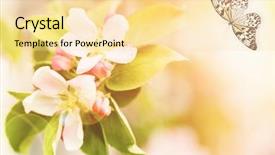  Presentation with tropical flowers close up - Slides enhanced with beautiful butterfly and flowers closeup background and a  colored foreground