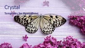  Presentation with butterfly - Slide set featuring beautiful butterfly and lilac flowers background and a sky blue colored foreground
