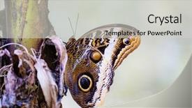  Presentation with costa rica - Cool new presentation theme with beautiful butterfly blue morpho morpho backdrop and a light gray colored foreground