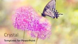  Presentation with butterfly - Presentation design with beautiful-butterfly-feeds-on-chive background and a lemonade colored foreground