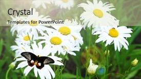  Presentation with meadow - Slide deck featuring beautiful butterfly flying on meadow background and a soft green colored foreground