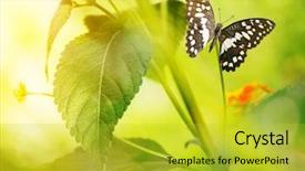  Presentation with green leaf - Audience pleasing theme consisting of beautiful butterfly on a green backdrop and a  colored foreground
