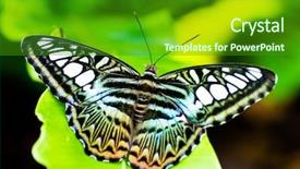  Presentation with leave - Cool new presentation theme with beautiful butterfly on a green backdrop and a  colored foreground