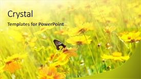  Presentation with cosmos - Audience pleasing PPT layouts consisting of beautiful butterfly on cosmos flower backdrop and a blonde colored foreground