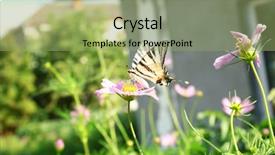  Presentation with cosmos - Cool new presentation theme with beautiful butterfly on cosmos flower backdrop and a seafoam green colored foreground