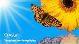  Presentation with coral reefs blue water beautiful sky - Presentation with beautiful butterfly on gerbera with sunny sky and water reflection background and a teal colored foreground