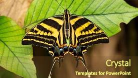  Presentation with insect - Cool new PPT theme with beautiful butterfly papilio pilumnus backdrop and a tawny brown colored foreground