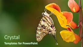  Presentation with insect - Amazing presentation having beautiful-butterfly-papilio-pilumnus backdrop and a tawny brown colored foreground