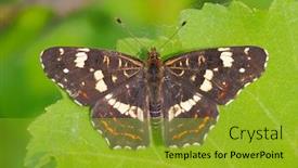  Presentation with butterfly - Colorful slide set enhanced with beautiful-butterfly-sitting-on-leaf backdrop and a gold colored foreground