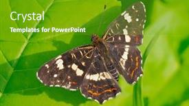  Presentation with butterfly - Amazing slide deck having beautiful-butterfly-sitting-on-leaf backdrop and a tawny brown colored foreground