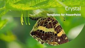  Presentation with butterfly - PPT layouts featuring beautiful-butterfly-sitting-on-leaf background and a shamrock green colored foreground